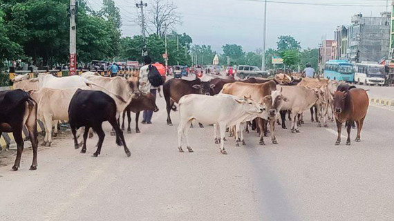 काठमाडौंमा पशु चौपाया : बाच्छी जन्मे गोठमा बाच्छा जन्मे रोडमा !